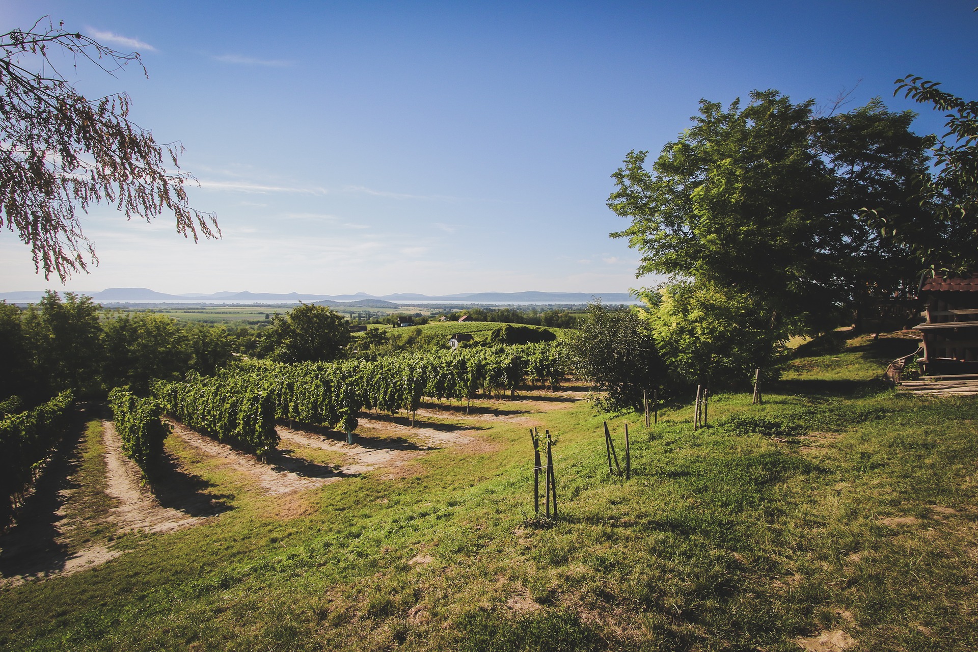 lake-balaton-winery-2722173_1920-pixabay.jpg (1.00 MB)