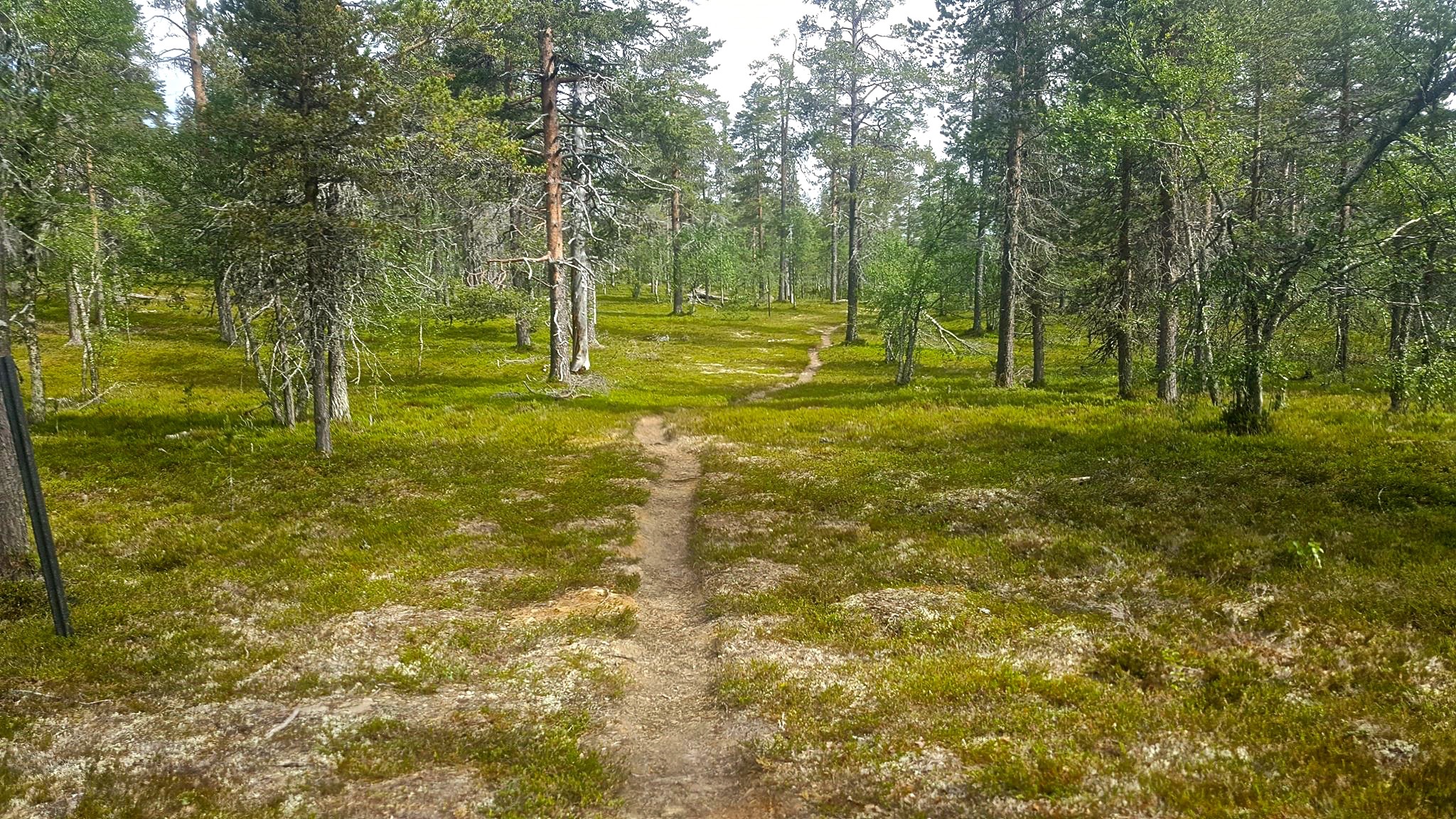 lappi-polkua-risikko.jpg (1.01 MB)