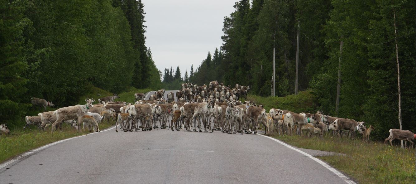 poroja-tiella-pixabay-reindeer-road.jpg (145 KB)