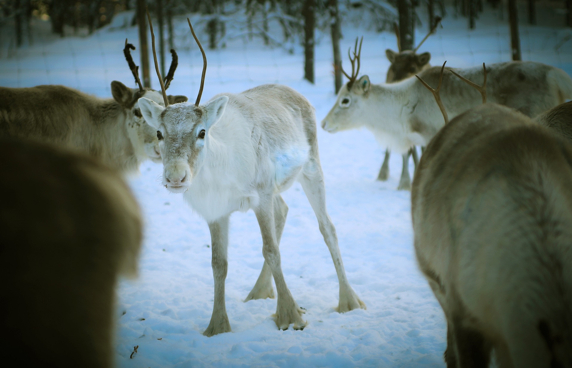 lappi-reindeer-4755827_1920-pixabay.jpg (318 KB)